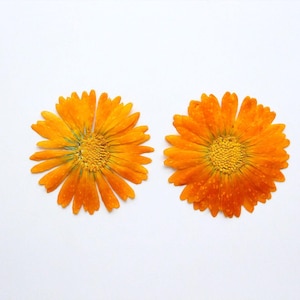 Paquete de 12 flores prensadas de caléndula, flores secas reales para bodas, manualidades, arreglos florales y joyería de resina.