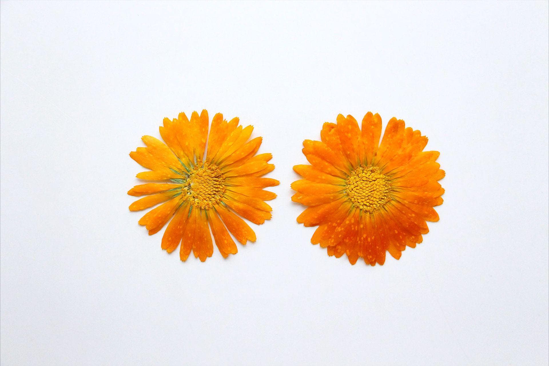 12pcs/pack Marigold Pressed Dried Flowers, Real Pressed Calendula for Wedding Handmade Crafting, Flower Arrangement and Resin Jewelry Craft