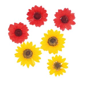 Confezione da 6 enormi girasoli pressati, veri fiori secchi per resine, creazione di segnalibri, biglietti regalo, decorazioni per custodie per iPad