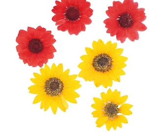 Paquete de 6 girasoles prensados enormes, flores secas reales para resinas, marcapáginas, tarjetas de regalo y decoración de fundas de iPad.