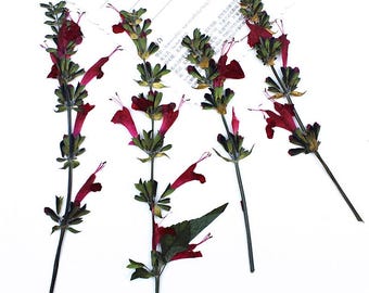 12pcs/pack Pressed Salvia Stem, Real Dried Lavender Flowers with Stem, Garden Sage Bouquet for Framing, Botanical Jewelry, Wedding Crafting
