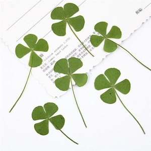May include: Six dried four-leaf clovers with long green stems are arranged on a white surface. The clovers are a vibrant green color, and some text is visible in the background.