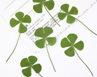 12pcs/pack Real Pressed Four Leaf Clover, Dried Leaves for Lucky Pendant, Charm, Necklace, Keychain Ornament, Good Luck Gift for Anniversary