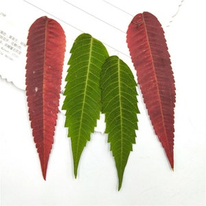 24 pièces/2 paquets d'énormes feuilles pressées, érable naturel séché pour signets, décoration de boîtier Macbook, spécimen d'herbier