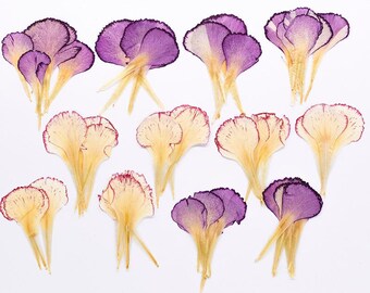 12pcs/pack Pressed Carnation Flower Petals, Real Dried Flower Flakes for Photo Scrapbook, DIY Phone Case, Botanical Specimen & Candle Making