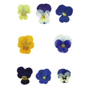Verschiedene gepresste wilde Stiefmütterchen, natürliche getrocknete Viola Blumen für Harz, Scrapbooking, Kartenherstellung, Wandkunstdekor, handgemachtes iPhone Hülle Design