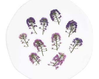 12pcs/Pack Pressed Alyssum Flowers, Natural Dried Sweet Alyssum Lobularia Maritima for iPhone Case Design, Nail Arts, Bookmarks, Resin
