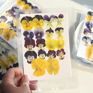 2 pacotes de amores-perfeitos tufados prensados variados, violetas africanas secas, viola natural para resina, scrapbooking, fabricação de cartões - viola tricolor de amor-perfeito selvagem