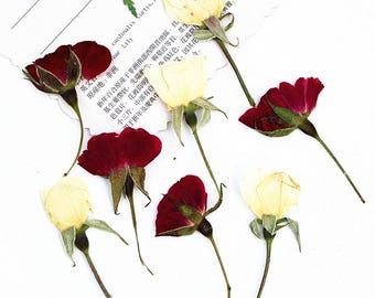 Paquete de 12 rosas secas naturales prensadas con tallo para resina, decoración de fundas de iPhone, diseño de bodas y enmarcado de vidrio.