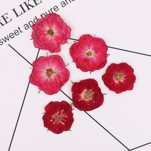 May include: Six dried red rose blossoms with white centres. The roses are arranged on a white surface.