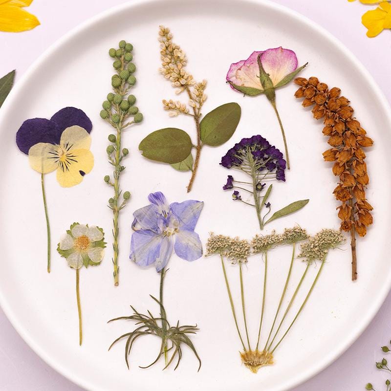 12個/パック 押し花 茎付き 天然乾燥ヤグルマギク ローレンシア