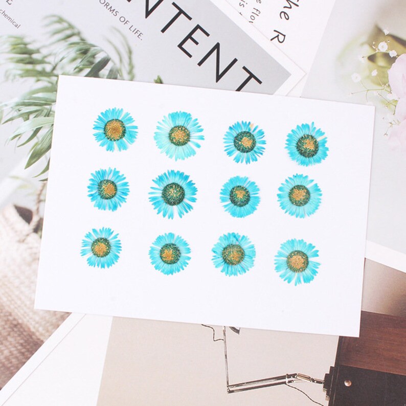 12pcs/pack Pressed Daisy Flowers Real Dried Fleabane Daisy Flower Natural Wild Preserved Flat Flower for Handmade Case Design Decor 1.5-3cm image 5