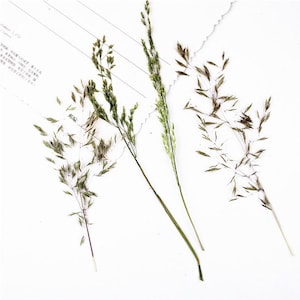 Puede incluir: Primer plano de tallos de hierba seca y espigas en tonos verdes y marrones, dispuestos sobre un fondo blanco. La imagen tiene un tema botánico natural, destacando las delicadas texturas y formas de las plantas.