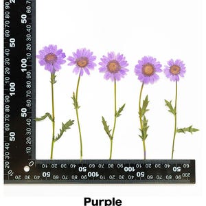Pode incluir: Cinco margaridas roxas prensadas com centros amarelos e caules verdes s&atilde;o dispostas sobre um fundo branco. Uma r&eacute;gua &eacute; colocada na parte inferior e no lado esquerdo das flores. A palavra "Purple" est&aacute; escrita na parte inferior.