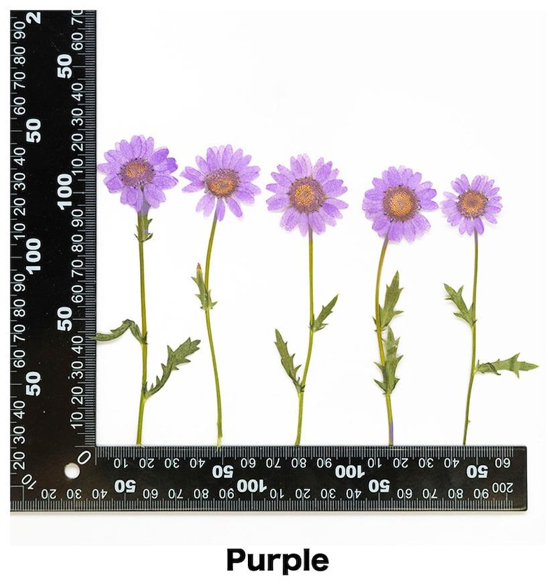 Pode incluir: Cinco margaridas roxas prensadas com centros amarelos e caules verdes s&atilde;o dispostas sobre um fundo branco. Uma r&eacute;gua &eacute; colocada na parte inferior e no lado esquerdo das flores. A palavra "Purple" est&aacute; escrita na parte inferior.