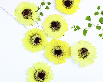 Paquete de 12 flores prensadas de margarita dorada, manzanilla amarilla seca real para lámparas de arte, rellenos de resina, decoración de uñas y manualidades.