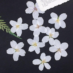 May include: Pressed white cherry blossom flowers with yellow and brown centres, arranged on a dark surface. A small piece of paper with text is visible in the upper right corner, along with a sprig of green foliage.