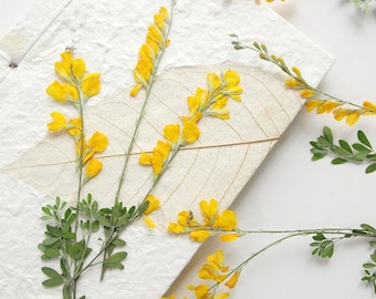 12pcs/pack Pressed Scotch Broom, Natural Dried Dried Flowers for Handmade Crafting, Wall Art, Floral Jewelry Design, Phone Case Decor