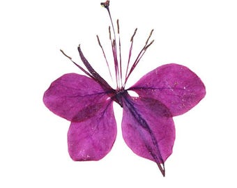 24pcs/2packs Pressed Peach Blossom Flowers, Natural Dried Butterfly Flowers for iPhone Case Decor, Vase Filler, Bookmark Design