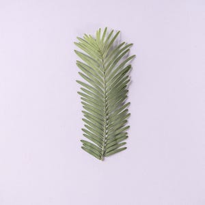 May include: A single, elongated, light green botanical leaf with a central stem and numerous thin, needle-like leaflets arranged symmetrically along the length of the stalk, creating a feather-like appearance with a pointed tip and base.