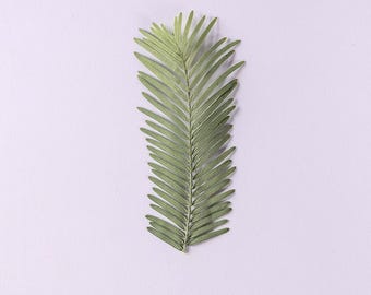 12pcs/pack Natural Dried Leaf, Real Pressed Dawn Redwood Leaves, Pressed Specimens Tree Leaves DIY Plant Decor Craft Handmade Material