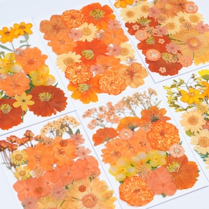 Puede incluir: Surtido de flores prensadas de color naranja, amarillo y melocotón sobre cartulina blanca. Las flores están dispuestas en una variedad de patrones y tamaños.
