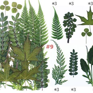 Hojas secas naturales variadas, hojas prensadas para crear tu propia muestra de planta, herbario de hojas reales para joyería, rellenos de resina, decoración de fundas de iPhone.