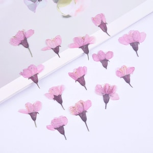 12 pz/confezione fiori di ciliegio secchi, mini fiori secchi per ciondolo in resina, fiori pressati per design custodia iPhone, fiori di ciliegio