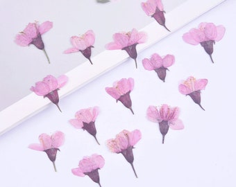 12pcs/pack Dried Cherry Blossom Flowers, Mini Dried Flowers for Resin Pendant, Pressed Flowers for iPhone Case Design, Sakura Flowers