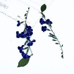 Op de afbeelding: Twee takjes gedroogde blauwe bloemen met groene bladeren en stelen zijn gerangschikt op een witte achtergrond. De bloemen hebben een delicate uitstraling, met kleine, geclusterde bloesems. De bladeren zijn diepgroen en de stelen zijn dun en bruin.