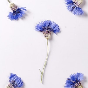 12pcs/pack Pressed Flowers with Stem, Natural Dried Cornflower, Laurentia for Handmade Frame Art / Wall Decor / Glass Decor