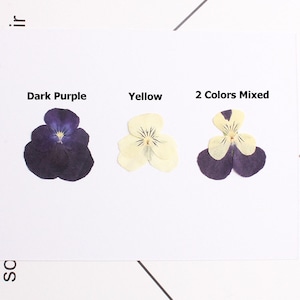 BULK 40pcs/pack Pressed Violet Flowers, Dried Johnny Jump Ups for Resin Fillings, Handmade iPhone Case Decor, Cake Decorations