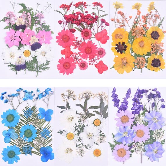 12 Fleurs De Sakura Pressées Naturelles - DIY Résine, Ongles, Décoration - 3-4 Cm De Diamètre - 6