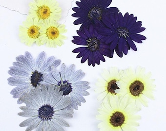 Paquete de 12 margaritas prensadas, flores naturales preservadas para decorar fundas de iPhone, joyería de resina hecha a mano y decoración de pared.