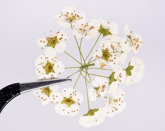 12pcs/pack Mini Pressed White Daffodils, Tiny Dried Flowers for Kawaii Nail Art, Manicure Decor & Preschool Leaf Art Crafts