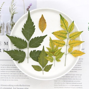 May include: A collection of pressed botanical specimens arranged on a white circular plate. The assortment includes several compound leaves in varying shades of deep green, light green, and yellow, along with one small, singular golden-yellow leaf.