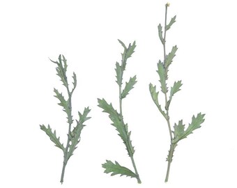 Paquete de 12 tallos de margarita recién prensados, tallos secos preservados para manualidades botánicas, decoración de pared y de cajas.