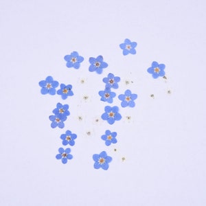 20pcs Mini Dried Flowers for Nails, Pressed Flowers for Nail Art, Kawaii forget-me-nots for Manicure/Pedicure Deco 4-10mm, Nail Flowers