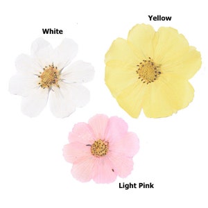 Puede incluir: Tres flores prensadas, una blanca, una amarilla y una rosa claro. Las flores son todas del mismo tipo, con cinco pétalos y un centro amarillo.