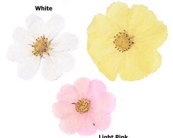 10pcs/pack Garden Cosmos Flowers Dried Pressed Bipinnatus Petal for Phone Case Decor, Notebook Bookmark Design