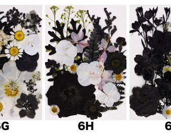 Gothic Black Pressed Flowers, Real Black & White Dried Flowers for