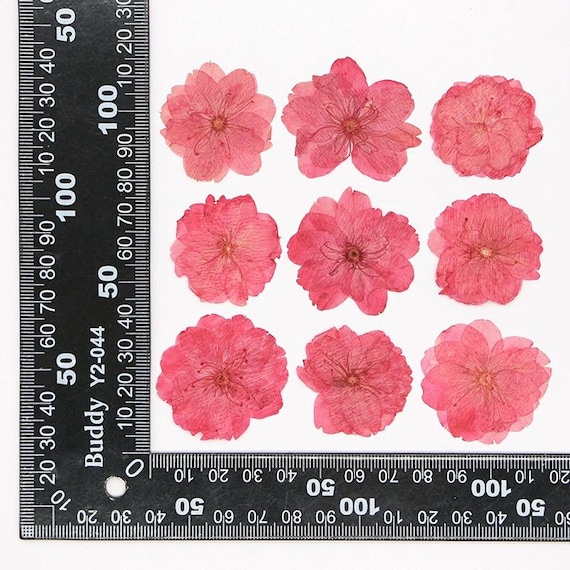 12pcs Fleurs Pressées Séchées Naturelles Sakura Fleur Pressée Pour Les