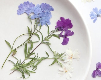 12pcs/pack Natural Dried Flowers with Stem Pressed Phlox Drummondii for iPhone Case Decor Handmade Crafting Botanical Nail Art Manicure