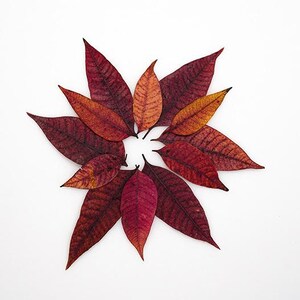 May include: A circular arrangement of autumn leaves in shades of red, burgundy, and orange against a white background. The leaves are arranged to resemble a star or flower, showcasing their intricate vein patterns.