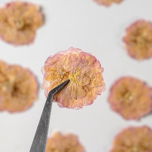 12 piezas/paquete de flores de cerezo prensadas, flores de cerezo secas, flores reales naturales para diseño floral, artesanía de joyería de resina, accesorio para el cabello de dama de honor