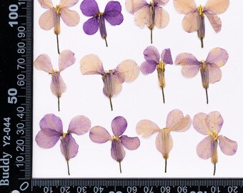 Paquete de 12 flores secas de violeta china prensadas para marcapáginas de resina, funda de teléfono, decoración de flores reales.