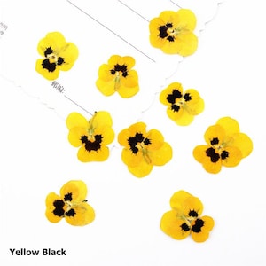 24 pcs/2 paquets de violettes naturelles pressées, fleurs de violettes africaines séchées pour résine, scrapbooking, fabrication de cartes, pensée sauvage, alto tricolore