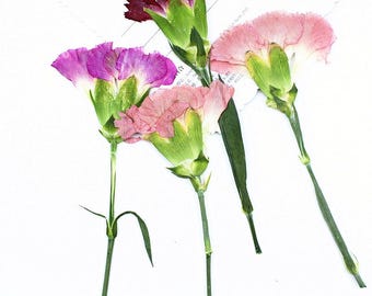12pcs/pack Side Pressed Carnation Flowers with Stem, Dried Flower Specimens for Photo Scrapbook, iPhone Case Design, Wooden Frame Decoration