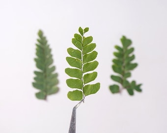 12pcs/pack Natural Pressed Fern, Real Dried Fern Venus Hair Fern Leaf Branch DIY Plant Specimens Pressed Herbarium Handmade Decor