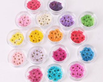 20pcs Mini Dried Pressed Flowers for Nail Art Manicure/Pedicure Deco 6mm Kawaii Natural Daisy Daffodil Five Leaf Daffy Flowers